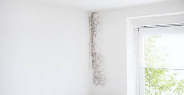 Professional Mold Removal in Selinsgrove, PA